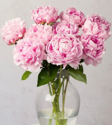 Just Peonies Vase