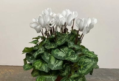 Large Indoor Cyclamen Hat Box