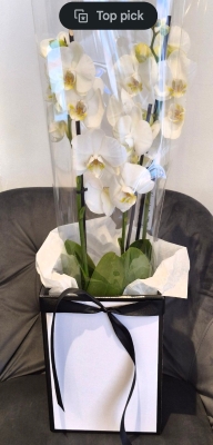 Phalaenopsis Orchide