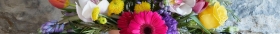 New Summer Flowers