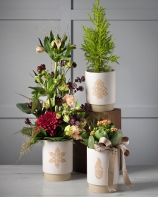 Christmas Gift Plants