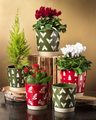 Festive Plants