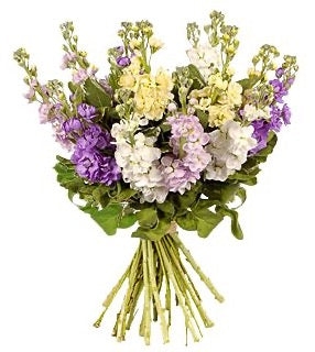 British Scented stock Bouquet