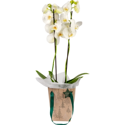 White phalaenopsis orchide