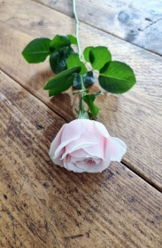 Single Rose Pink