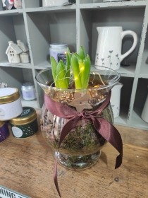 Light up Glass Hyacinth Planter