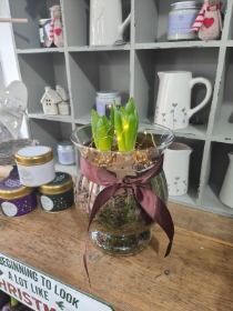 Light up Glass Hyacinth Planter
