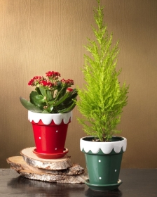 Festive Plants